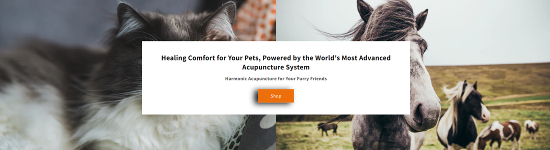 Harmonic Acupuncture for Your Furry Friends: Is It Safe? YES