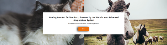 Harmonic Acupuncture for Your Furry Friends: Is It Safe? YES